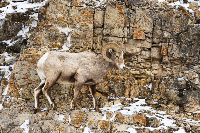 67 Yellowstone NP, dikhoornschaap.jpg
